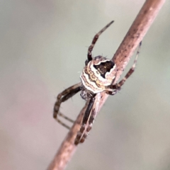 Gea theridioides (An orb weaver spider) at Campbell, ACT - 8 Jan 2024 by Hejor1