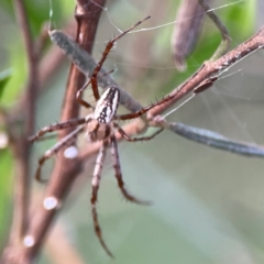 Plebs bradleyi (Enamelled spider) at Campbell, ACT - 8 Jan 2024 by Hejor1