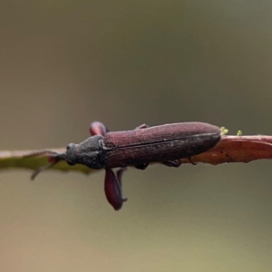 Rhinotia sp. (genus) at Mount Ainslie - 8 Jan 2024