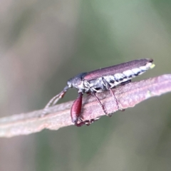 Rhinotia sp. (genus) at Mount Ainslie - 8 Jan 2024