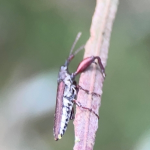 Rhinotia sp. (genus) at Mount Ainslie - 8 Jan 2024