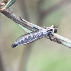 Asilinae sp. (subfamily) at Mount Ainslie - 8 Jan 2024 by Hejor1