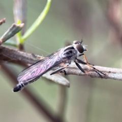 Cerdistus sp. (genus) at Mount Ainslie - 8 Jan 2024