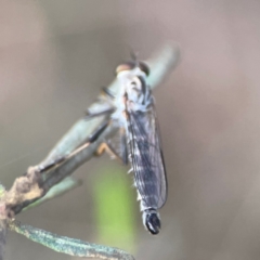 Cerdistus sp. (genus) at Mount Ainslie - 8 Jan 2024