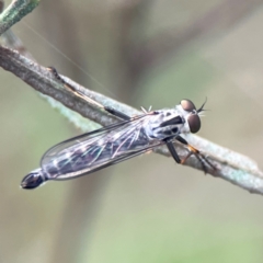 Cerdistus sp. (genus) at Mount Ainslie - 8 Jan 2024 07:29 PM