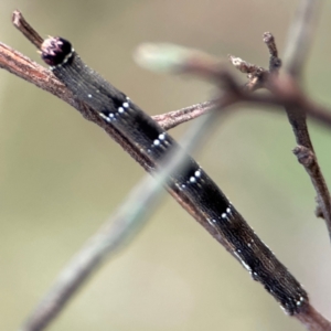 Pholodes sinistraria at Mount Ainslie - 8 Jan 2024