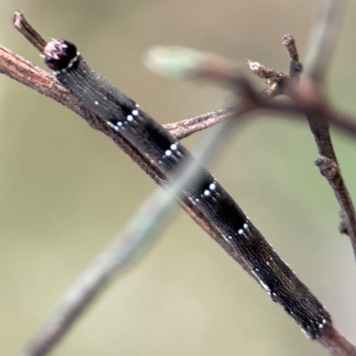 Pholodes sinistraria (Sinister or Frilled Bark Moth) at Campbell, ACT - 8 Jan 2024 by Hejor1