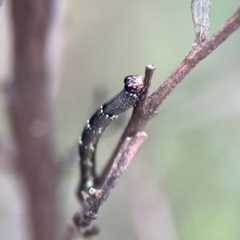 Pholodes sinistraria at Mount Ainslie - 8 Jan 2024