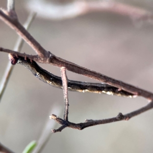 Pholodes sinistraria at Mount Ainslie - 8 Jan 2024