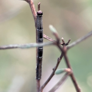 Pholodes sinistraria at Mount Ainslie - 8 Jan 2024