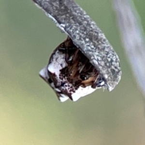 Phoroncidia sextuberculata at Mount Ainslie - 8 Jan 2024