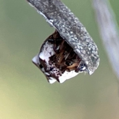 Phoroncidia sextuberculata (Six-knobbed Phoroncidia) at Mount Ainslie - 8 Jan 2024 by Hejor1