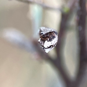 Phoroncidia sextuberculata at Mount Ainslie - 8 Jan 2024