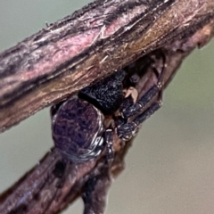 Cymbacha sp (genus) (A crab spider) at Campbell, ACT - 8 Jan 2024 by Hejor1