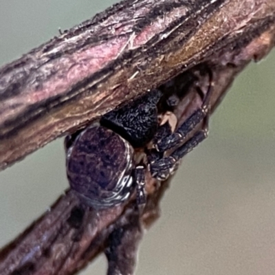 Cymbacha sp (genus) (A crab spider) at Mount Ainslie - 8 Jan 2024 by Hejor1