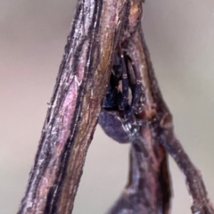 Cymbacha sp (genus) at Mount Ainslie - 8 Jan 2024