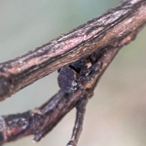 Cymbacha sp (genus) at Mount Ainslie - 8 Jan 2024