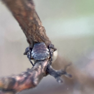 Cymbacha sp (genus) at Mount Ainslie - 8 Jan 2024