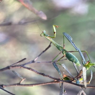 Unidentified Praying mantis (Mantodea) at Campbell, ACT - 8 Jan 2024 by Hejor1