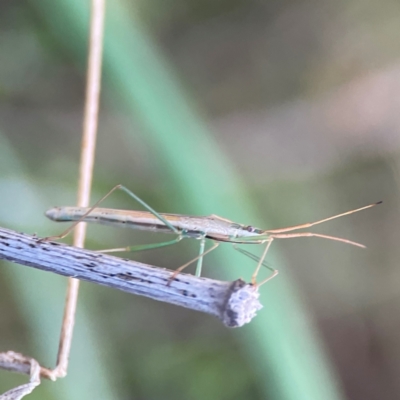 Mutusca brevicornis (A broad-headed bug) at Campbell, ACT - 8 Jan 2024 by Hejor1