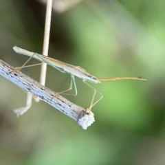 Mutusca brevicornis at Mount Ainslie - 8 Jan 2024