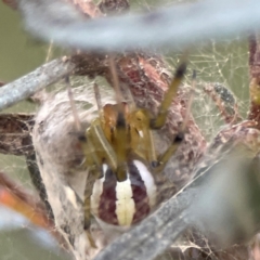 Deliochus zelivira (Messy Leaf Curling Spider) at Campbell, ACT - 8 Jan 2024 by Hejor1