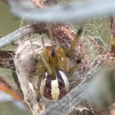 Deliochus zelivira (Messy Leaf Curling Spider) at Campbell, ACT - 8 Jan 2024 by Hejor1