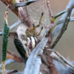 Deliochus zelivira at Mount Ainslie - 8 Jan 2024