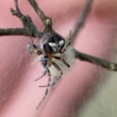 Araneus albotriangulus (White-triangle orb weaver) at Campbell, ACT - 8 Jan 2024 by Hejor1