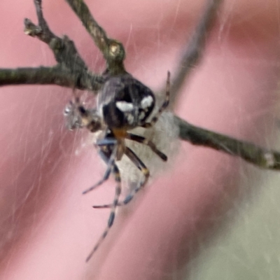 Araneus albotriangulus (White-triangle orb weaver) at Campbell, ACT - 8 Jan 2024 by Hejor1