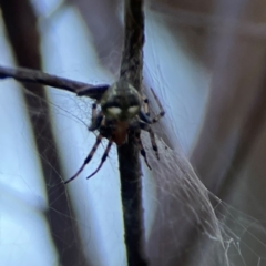 Araneus albotriangulus at Mount Ainslie - 8 Jan 2024