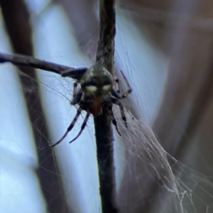 Araneus albotriangulus at Mount Ainslie - 8 Jan 2024