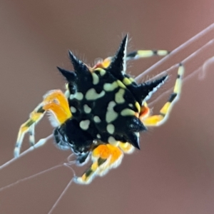 Austracantha minax at Mount Ainslie - 8 Jan 2024