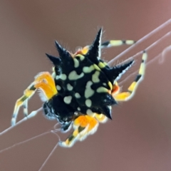 Austracantha minax (Christmas Spider, Jewel Spider) at Mount Ainslie - 8 Jan 2024 by Hejor1