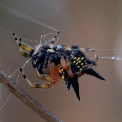 Austracantha minax at Mount Ainslie - 8 Jan 2024