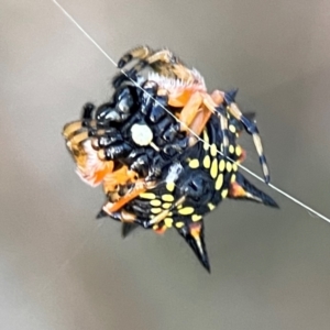 Austracantha minax at Mount Ainslie - 8 Jan 2024 07:42 PM