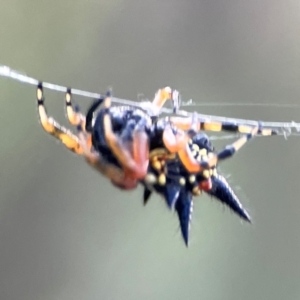 Austracantha minax at Mount Ainslie - 8 Jan 2024