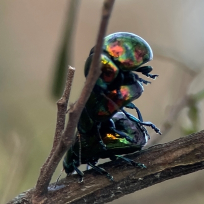 Callidemum hypochalceum (Hop-bush leaf beetle) at Campbell, ACT - 8 Jan 2024 by Hejor1