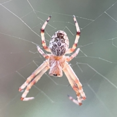 Salsa fuliginata (Sooty Orb-weaver) at Campbell, ACT - 8 Jan 2024 by Hejor1