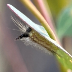 Uraba lugens (Gumleaf Skeletonizer) at Campbell, ACT - 8 Jan 2024 by Hejor1