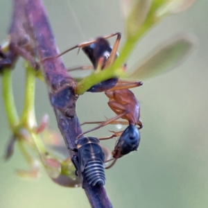 Eurymeloides pulchra at Mount Ainslie - 8 Jan 2024