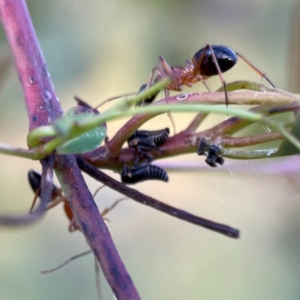 Eurymeloides pulchra at Mount Ainslie - 8 Jan 2024