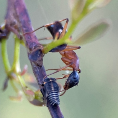 Camponotus consobrinus (Banded sugar ant) at Campbell, ACT - 8 Jan 2024 by Hejor1