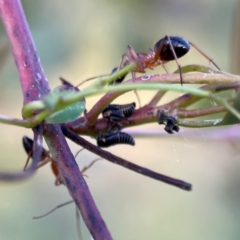 Camponotus consobrinus at Mount Ainslie - 8 Jan 2024