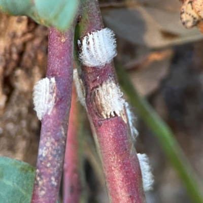 Eurymelinae (subfamily) (Unidentified eurymeline leafhopper) at Mount Ainslie - 8 Jan 2024 by Hejor1