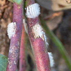 Eurymelinae (subfamily) at Mount Ainslie - 8 Jan 2024