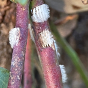 Eurymelinae (subfamily) at Mount Ainslie - 8 Jan 2024