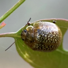 Paropsisterna cloelia (Eucalyptus variegated beetle) at Campbell, ACT - 8 Jan 2024 by Hejor1