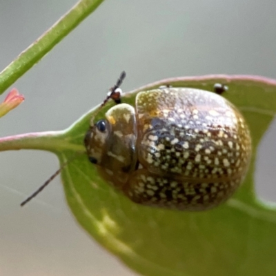 Paropsisterna cloelia (Eucalyptus variegated beetle) at Campbell, ACT - 8 Jan 2024 by Hejor1