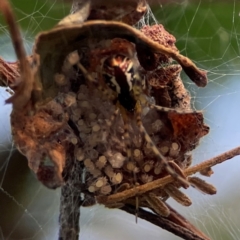 Theridion pyramidale (Tangle-web spider) at Campbell, ACT - 8 Jan 2024 by Hejor1